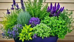 Herbs That Grow Together In a Pot: Garden Tips