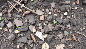 Organic Soil: Does It Need Fertilizer? Find Out!